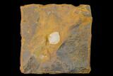 Unidentified Fossil Seed From North Dakota - Paleocene #145358-1